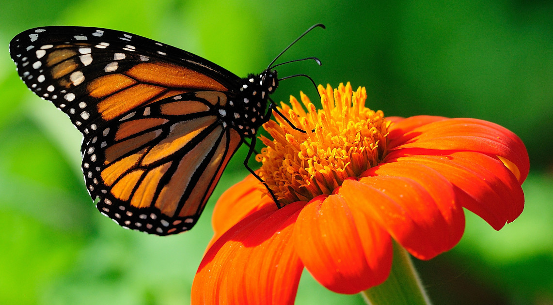 Pusat Data dan Informasi Obat dan Makanan